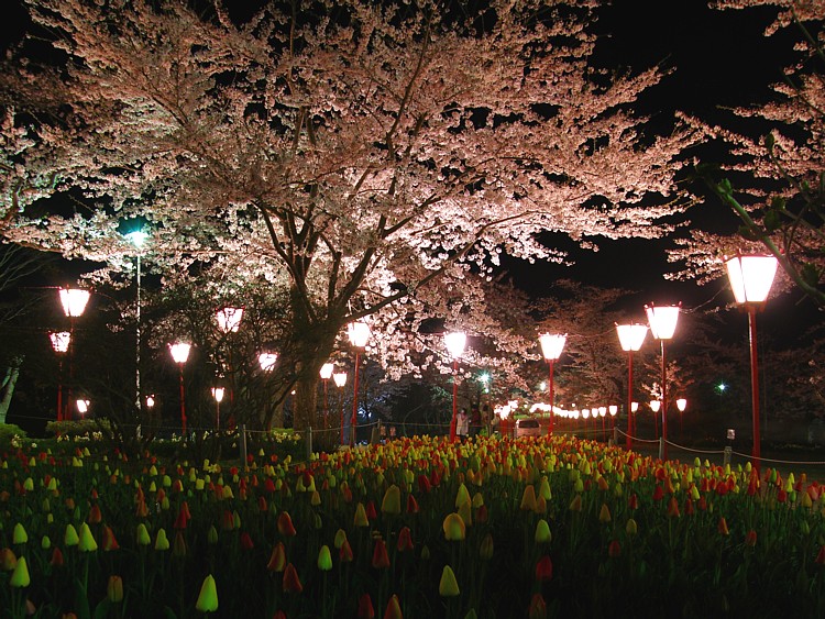 夜桜と鬱金香