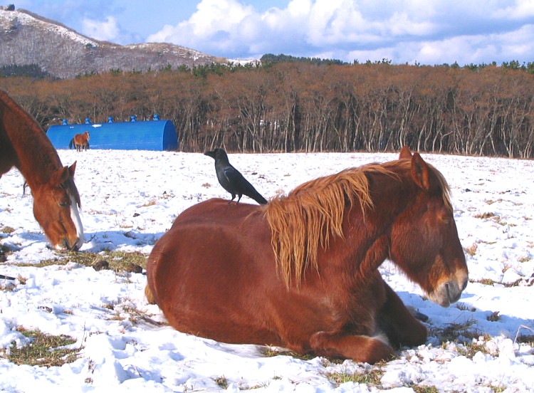 寒立馬とカラス